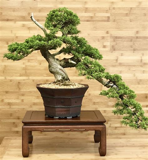 Chinese Juniper Bonsai - Greenwood Bonsai Studio