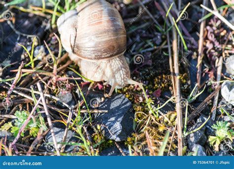 Edible Snail in Their Natural Habitat Stock Image - Image of cottage, oyster: 75364701