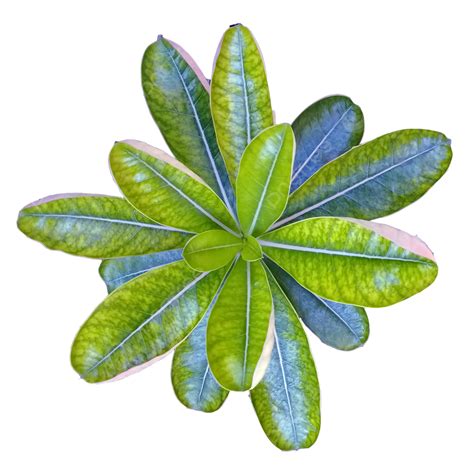 Green Leaf, Green, Leaf, Plant PNG Transparent Clipart Image and PSD ...