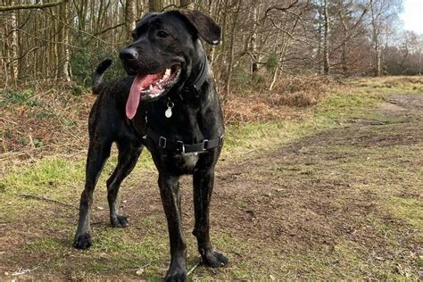 Cane Corso German Shepherd Mix: A Hybrid That Will Fascinate You