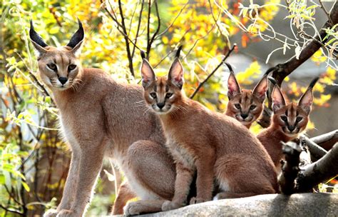 Tal pai, tal filho; veja filhotes que são a cara dos pais | Animais ...