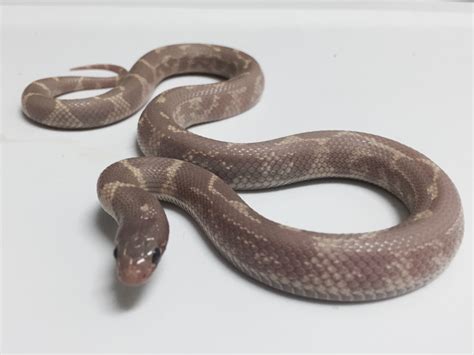 California Kingsnake Morphs - California Kingsnake Morphs