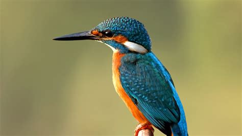 Wildlife on the Norfolk Broads, wildfowl, water birds