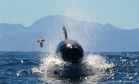 Killer whale action in False Bay - Africa Geographic