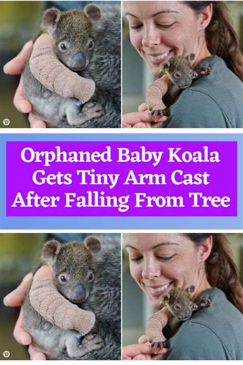 Orphaned baby koala gets tiny arm cast after falling from tree – Artofit