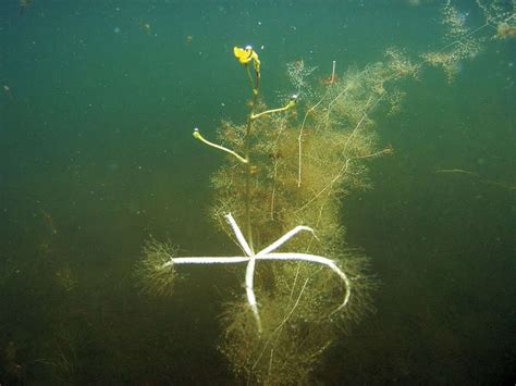 Bladderwort - Carnivorous Plant Resource