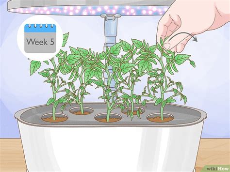 How to Grow AeroGarden Tomatoes: Planting, Pruning, & More