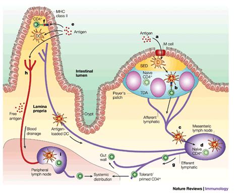 Assignment 4 - the Lymphatic System - UNIT 11 PHYSIOLOGY OF HUMAN BODY SYSTEMS