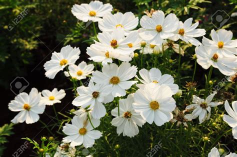 white cosmos - Google Search | White cosmo, Flowers, Cosmos