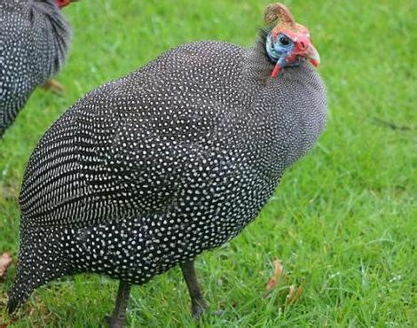 Animals Unique: Guinea Fowl