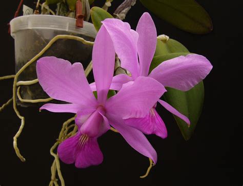Cattleya walkeriana | Cattleya, Orchidaceae, Beautiful orchids