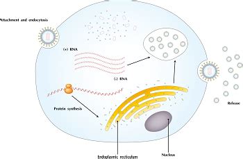 Endogenous Antigen | Definition, Sources & Processing | Study.com