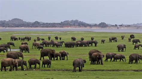 Sri Lanka digs moat around Ampara landfill to keep out hungry elephants - environment ...