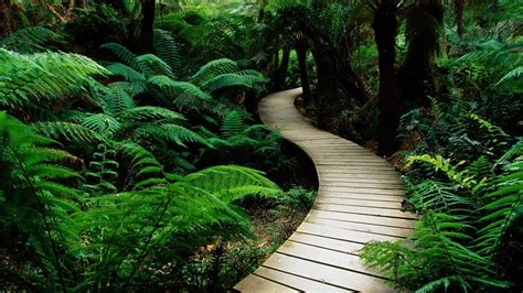 Pathway Wallpapers - Top Free Pathway Backgrounds - WallpaperAccess