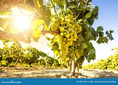 White Wine Grapes in Vineyard Stock Photo - Image of macabeo, chenin: 58314510