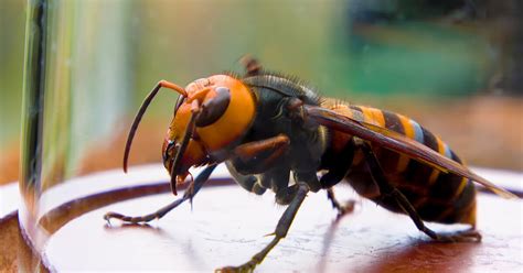 Giant Japanese Hornet Sting Wound