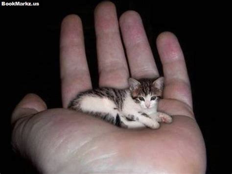 6 Smallest Pets in the World | Top 10 List