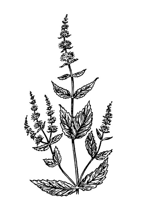 Spearmint Flower Plant Clipart Free Stock Photo - Public Domain Pictures