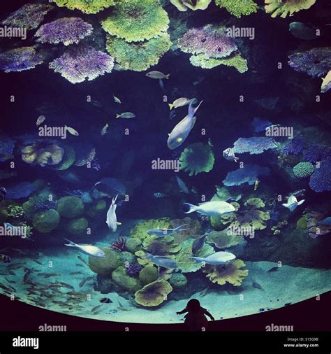 Siam paragon aquarium hi-res stock photography and images - Alamy