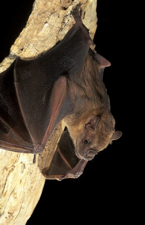 Artibeus jamaicensis - Bat Conservation International