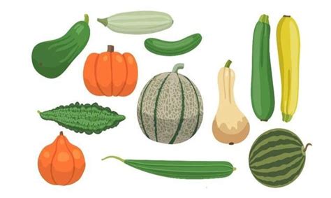 Cucurbit types – agrimate.org