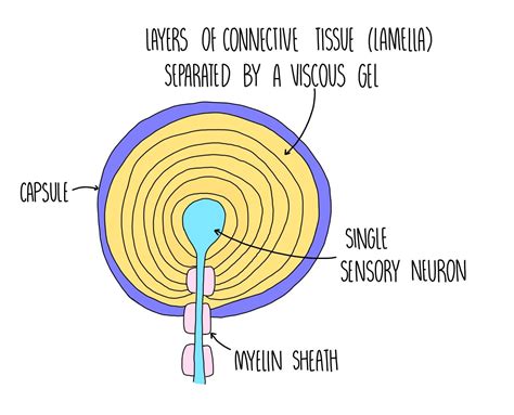 Pacinian Corpuscle Diagram