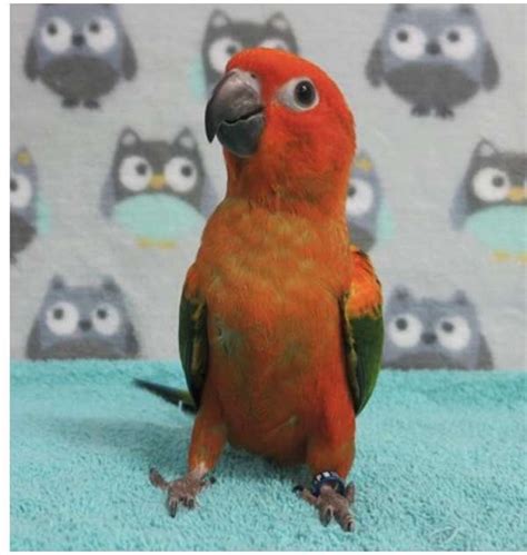 Red Factor Sun Conure Baby