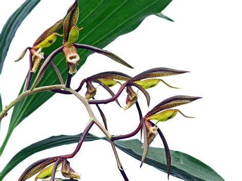 Catasetum — Ecuagenera USA Corp