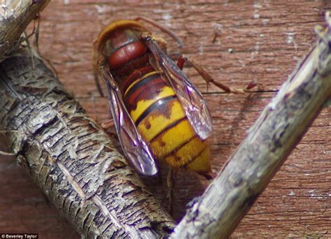 It's an invasion! Another huge European hornet spotted as anxious ...