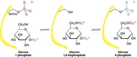 Phosphoglucomutase - Alchetron, The Free Social Encyclopedia