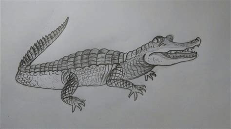 how to draw a crocodile for beginners step by step and easy - YouTube