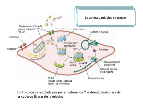 UNIDAD II. Capítulo 8: «Excitación y contracción del músculo liso» – Ana Montejo, Fisiología