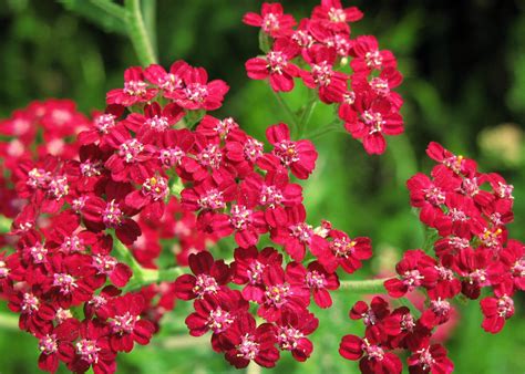 yarrow, RED PERENNIAL, GOOD FOR DRYING, 360 SEEDS