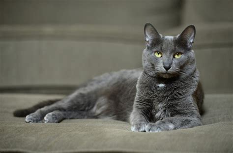 Korat Cat Breed | BeChewy