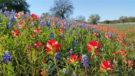 How to Find Wildflowers in the Texas Hill Country