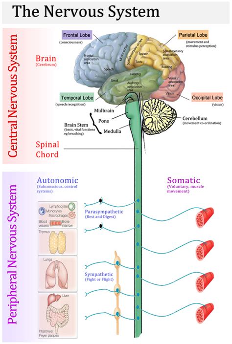 Nervous System - AP biology