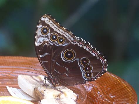 Mimicry: Deception Helps Many Animals Survive in the Natural World