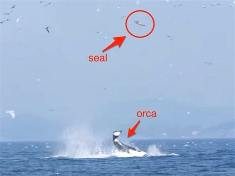 Orca punts seal 80 feet - Business Insider