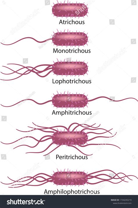 3,003 Flagella Images, Stock Photos & Vectors | Shutterstock