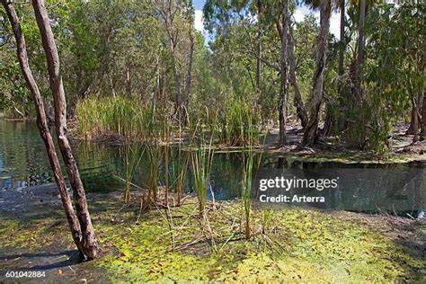 Mataranka Hot Springs Photos and Premium High Res Pictures - Getty Images