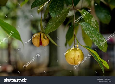 Myristica Fragrans Myristica Fragrans Evergreen Tree Stock Photo 2193399013 | Shutterstock