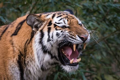 Roaring Tiger Stock Photos, Pictures & Royalty-Free Images - iStock