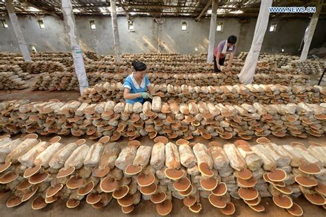 Lingzhi mushroom cultivation increases local farmers' income in N China ...