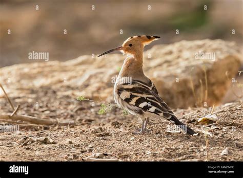 Israel’s national bird, Eurasian hoopoe (Upupa epops) watching sunrise Stock Photo - Alamy