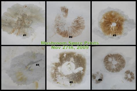 Homeschooling in the Rose Garden: Mushroom Spore Prints