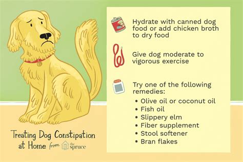 Pin on Dogs and Constipation