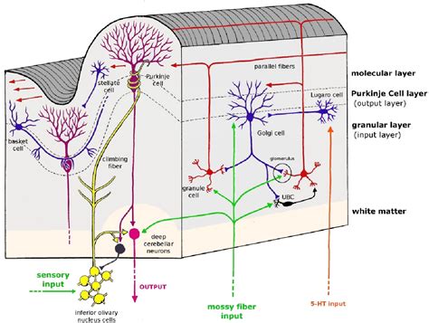 [PDF] Golgi cell mediated inhibition in the cerebellar granule cell ...