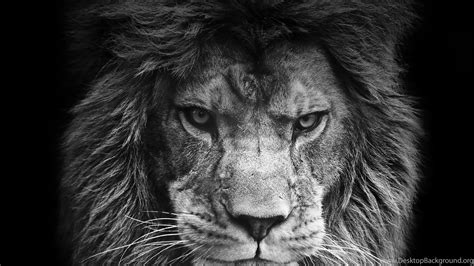 Lion Face Wallpapers Wallpapers Cave Desktop Background