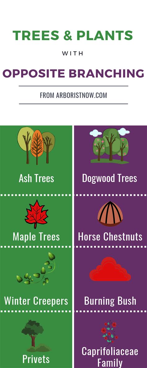 Tree Branching: What is Opposite Branching? - Arborist Now