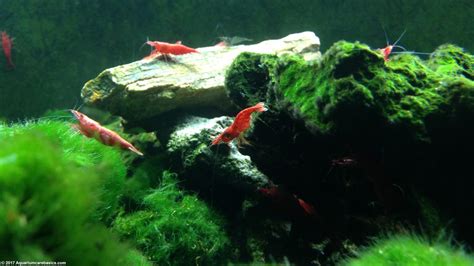 Keeping A Red Cherry Shrimp Tank for Freshwater Setups